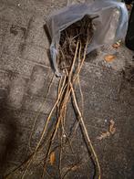 Minimaal 11 frambozen stekken, Ophalen of Verzenden, Vaste plant, Fruitplanten, Volle zon