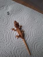 Lw wimpergekko, Dieren en Toebehoren, Hagedis