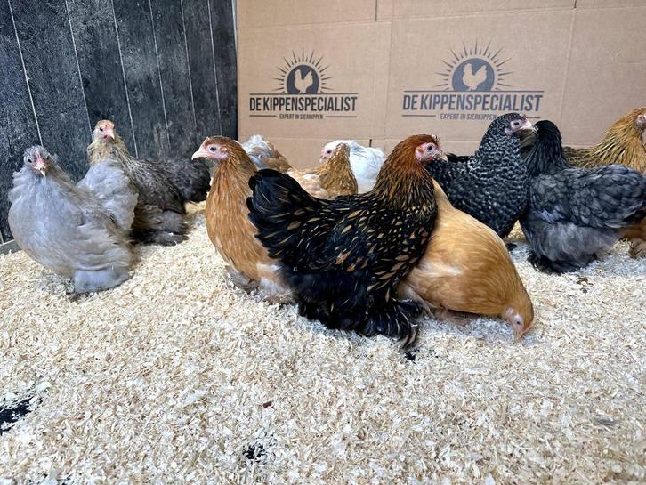 Cochin krielkippen verschillende kleuren, gesekst + ingeënt, Dieren en Toebehoren, Pluimvee, Kip, Vrouwelijk