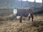 Drachtige Hereford koe, Dieren en Toebehoren, Vrouwelijk, 7 tot 10 jaar