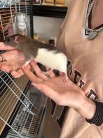 4 super lieve tamme ratten ratjes rittens japanners, Dieren en Toebehoren, Knaagdieren, Mei, Rat, Tam