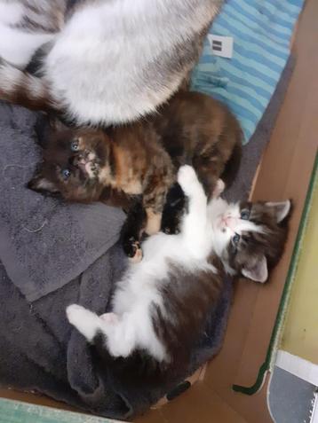 2 Super mooie kittens Maine Coon beschikbaar voor biedingen
