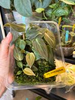 Philodendron melanochrysum, plantje uit wetstick, Ophalen of Verzenden, Halfschaduw, Minder dan 100 cm