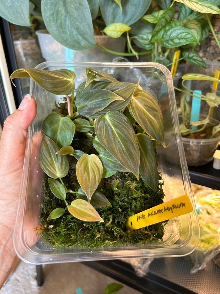 Philodendron melanochrysum, plantje uit wetstick, Huis en Inrichting, Kamerplanten, Minder dan 100 cm, Halfschaduw, Ophalen of Verzenden