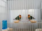 Zeegroene papagaai amadines, Meerdere dieren, Tropenvogel