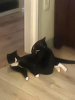 Boerderij katten, Dieren en Toebehoren, Katten en Kittens | Overige Katten, Meerdere dieren, Kortharig, 3 tot 5 jaar