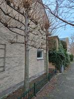 3 stuks leibomen, Ophalen, Halfschaduw, Overige soorten, 100 tot 250 cm