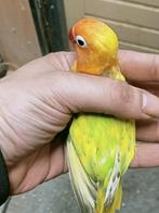 Prachtige piep jonge agapornis fisheri opaline bont man, Mannelijk, Dwergpapegaai of Agapornis, Tam