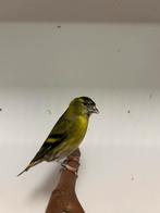 1-1 sijzen wildkleur x ivoor, Dieren en Toebehoren, Vogels | Overige Vogels, Meerdere dieren, Wildzangvogel, Geringd