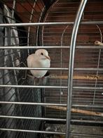 Huisje gezocht voor lachduifje, Dieren en Toebehoren, Vogels | Overige Vogels, Geslacht onbekend, Tropenvogel, Tam