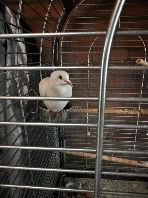 Huisje gezocht voor lachduifje, Dieren en Toebehoren, Vogels | Overige Vogels, Tropenvogel, Geslacht onbekend, Tam