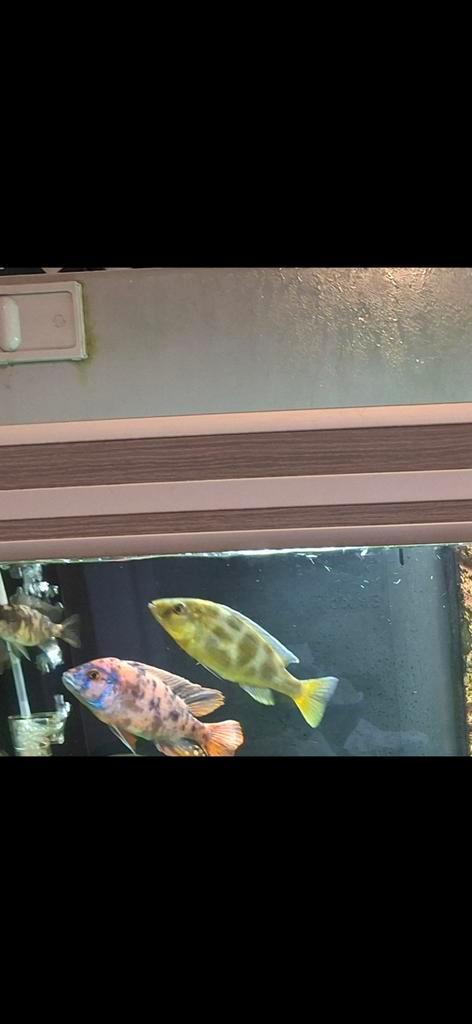 Venustus vrouw, Dieren en Toebehoren, Vissen | Aquariumvissen, Vis