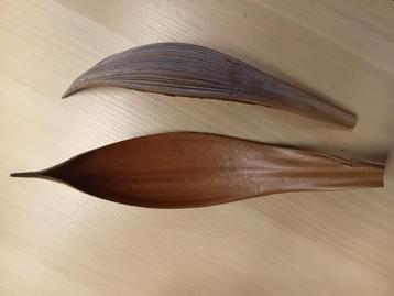 Amazone bladeren en pods beschikbaar voor biedingen