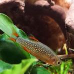 Microrasbora spec. galaxy, Dieren en Toebehoren, Vis