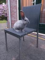 Te koop Duitse reus siamees blue sable blauwoog vienna ram, Mannelijk