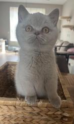 Britse korthaar kitten met stamboom. Bink mag ook verhuizen., Kater, Gechipt