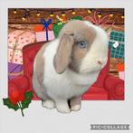 Prachtige isabella bonte minilop hangoor dwerg voedster, Vrouwelijk, Dwerg, Hangoor