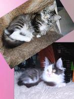 Schitterende Maine Coon kittens, Dieren en Toebehoren, Poes, Gechipt, 0 tot 2 jaar