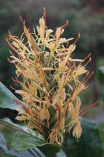 Hedychium ( gemberplant ) te koop voor 5 euro, Ophalen, Volle zon, Vaste plant, Zomer