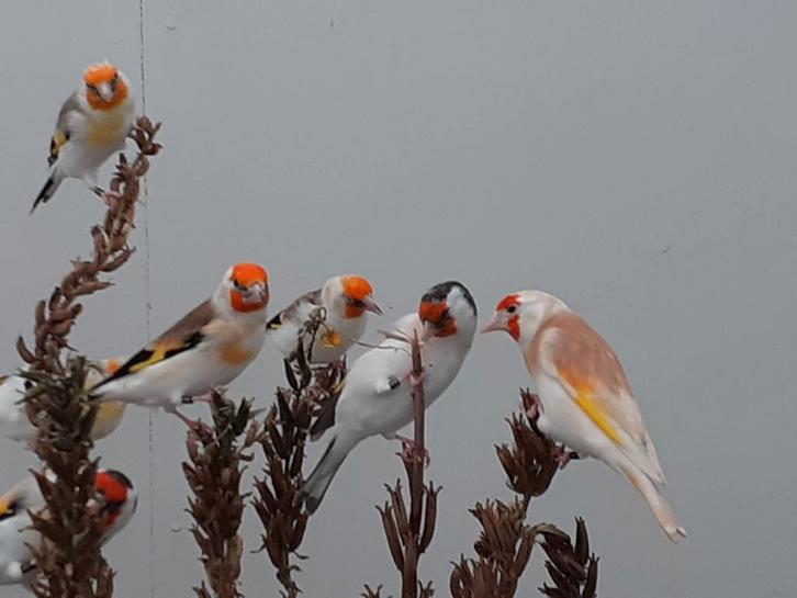 Mooie forse onverwante koppels majoor putters kweek 2025, Dieren en Toebehoren, Vogels | Overige Vogels, Wildzangvogel, Meerdere dieren