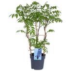 **Blauwe Regen (Wisteria) - 40 cm hoog in C2, Ophalen, Zomer, Overige soorten, Volle zon