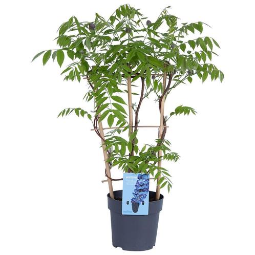 **Blauwe Regen (Wisteria) - 40 cm hoog in C2, Tuin en Terras, Planten | Tuinplanten, Overige soorten, Volle zon, Zomer, Ophalen