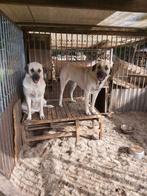 Kangal teefjes(anatolise herder), Dieren en Toebehoren, Honden | Niet-rashonden, België, Particulier, Rabiës (hondsdolheid), 1 tot 2 jaar