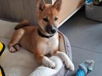 Shiba inu pup 4 maandjes oud teefje, Dieren en Toebehoren, September, Vrouwelijk