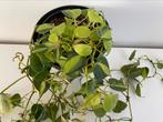 Philodendron hederaceum brasil heartleaf, Huis en Inrichting, Kamerplanten, Ophalen, Overige soorten, Minder dan 100 cm