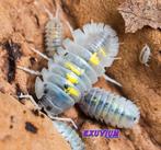 Armadillidium granulatum Magic Potion isopods / pissebedden, Dieren en Toebehoren, Overige soorten