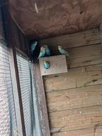 Grasparkieten, Dieren en Toebehoren, Vogels | Parkieten en Papegaaien, Meerdere dieren, Parkiet