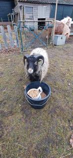 Te koop. Quessant ram, Dieren en Toebehoren, Mannelijk, Schaap