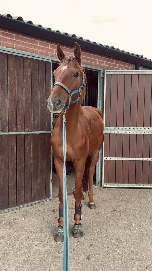 Lieve en brave dressuurruin met potentie, Dieren en Toebehoren, Paarden, Ruin, Zadelmak, 165 tot 170 cm, 3 tot 6 jaar, Dressuurpaard
