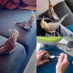 Handtamme valkparkieten 1 man en 1 popje, Meerdere dieren, Parkiet