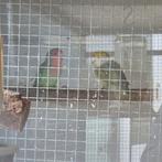 4 agapornissen te koop incl voliere. Agapornis, Meerdere dieren, Dwergpapegaai of Agapornis