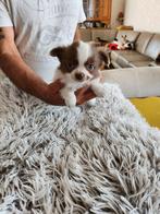 Raszuivere chihuahua puppy 's,langharig, België, Particulier, CDV (hondenziekte), 8 tot 15 weken