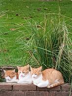 Leuke boerderij katten, Ophalen