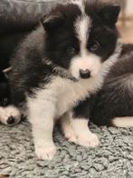 Pups  kruising  samojeed  x husky, Dieren en Toebehoren, 8 tot 15 weken, Teef, Poolhond, Eén hond