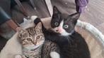 Schattige X britse korthaar kittens, Meerdere dieren, Ontwormd, 0 tot 2 jaar