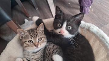 Schattige X britse korthaar kittens  beschikbaar voor biedingen