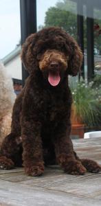 Chocolade bruine toypoedel dekreu 26 cm met stamboom getest., Dieren en Toebehoren, Honden | Dekreuen, Rabiës (hondsdolheid), Reu