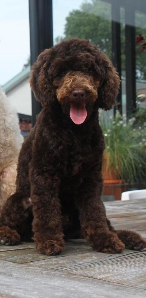 Chocolade bruine toypoedel dekreu 26 cm met stamboom getest., Dieren en Toebehoren, Honden | Dekreuen, Reu, Particulier, Eén hond
