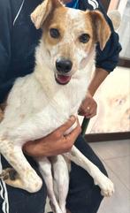 Teefje Rita 2,5 jr ter opvang of adoptie, Particulier, Buitenland, Teef, Eén hond