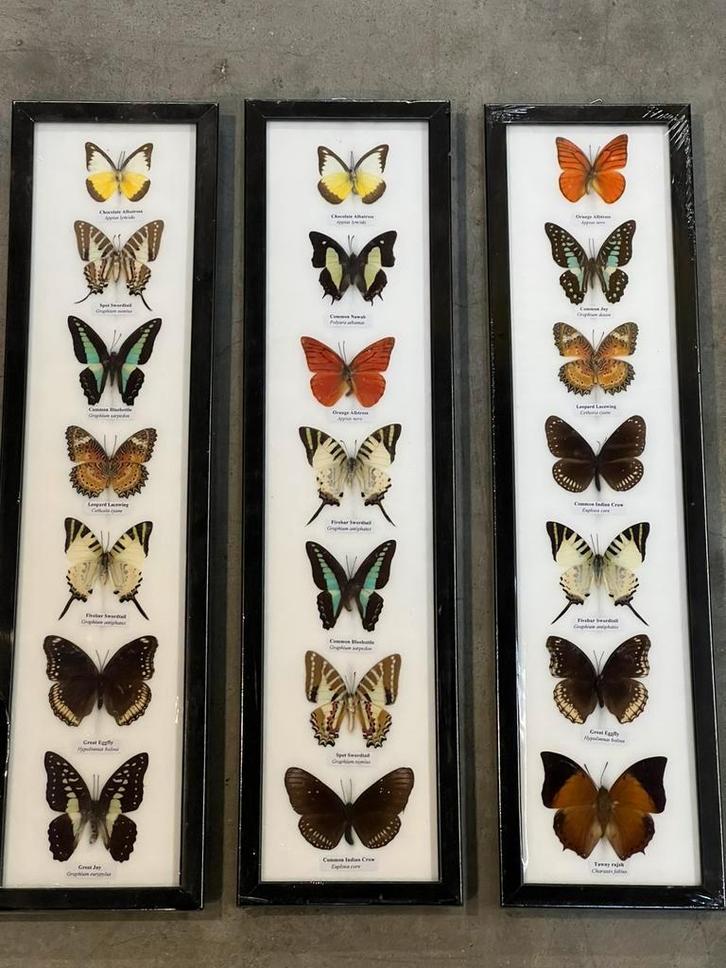 Opgezette vlinders in lijst, Verzamelen, Dierenverzamelingen, Zo goed als nieuw, Opgezet dier, Insect, Ophalen of Verzenden