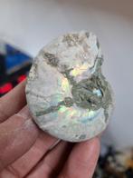 Geopaliseerde ammoniet, Verzamelen, Mineralen en Fossielen, Ophalen of Verzenden, Mineraal