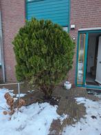 Gratis boom van ca. 2 meter, Tuin en Terras, Planten | Bomen, Ophalen, Overige soorten