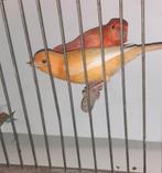 Koppel kanarie, Dieren en Toebehoren, Meerdere dieren, Kleurkanarie