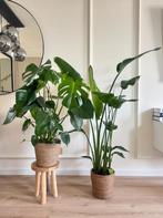 2 for 85- Monstera and Strelitzia, Volledige schaduw, 100 tot 150 cm, Overige soorten, Ophalen of Verzenden