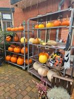 Pompoenen in diverse maten | Halloween, Ophalen, Overige soorten, Volle zon