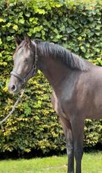 Super knappe 3-jarige dressuurmerrie, Dieren en Toebehoren, Paarden, Merrie, Met stamboom, Dressuurpaard, Zadelmak